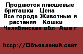 Продаются плюшевые бриташки › Цена ­ 2 500 - Все города Животные и растения » Кошки   . Челябинская обл.,Аша г.